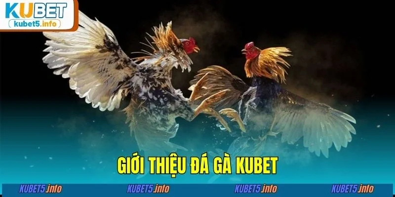 Giới thiệu đá gà KUBET